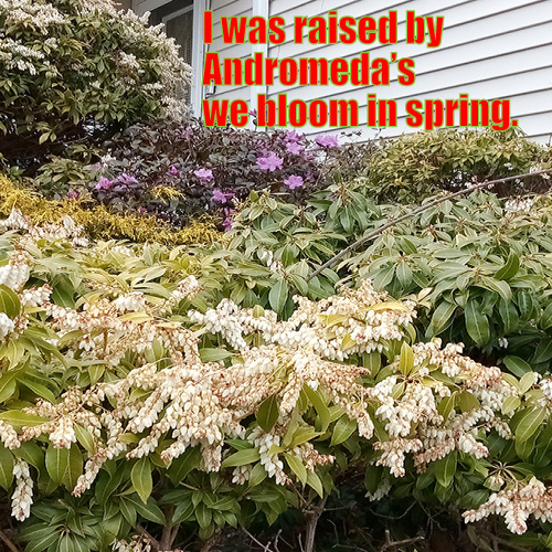 Haiku, Senryu